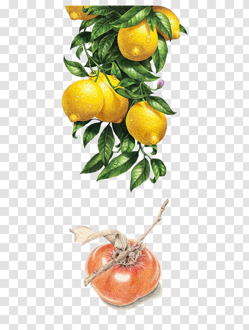Lemon Watercolor Painting Illustration - Peel - Persimmon Transparent PNG