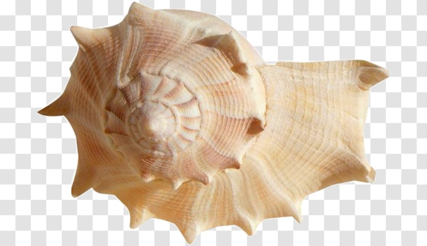 Seashell Desktop Wallpaper Image Cockle - Conch Transparent PNG