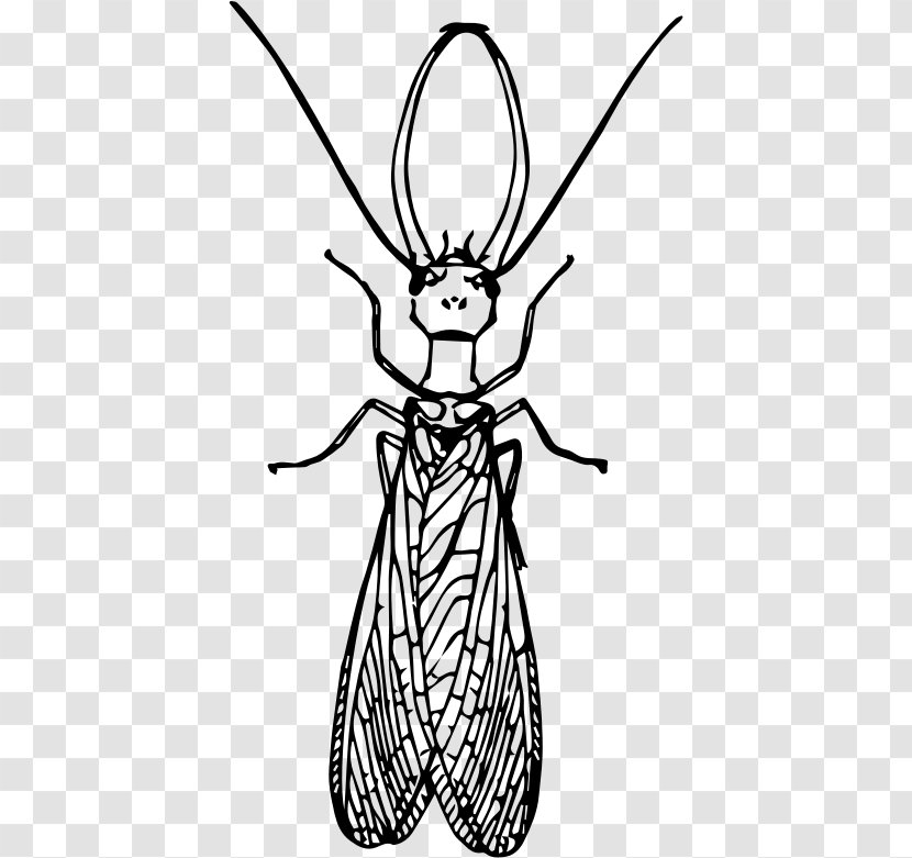 Insect Dobsonflies Drawing Clip Art - Plant Transparent PNG