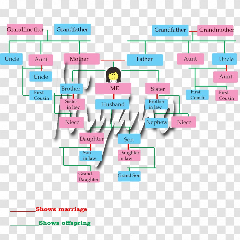 Paper USMLE Step 3 Diagram Family Tree Olympiad Transparent PNG