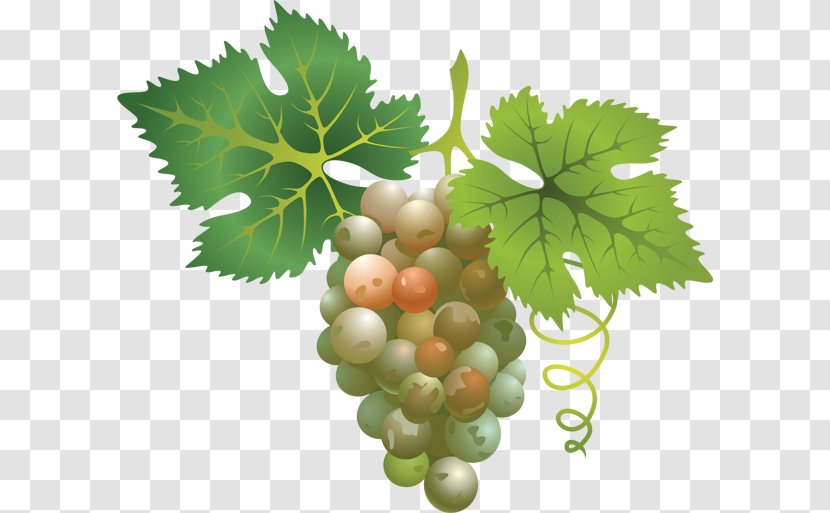 Wine Kyoho Concord Grape - Leaves - Raisin Transparent PNG
