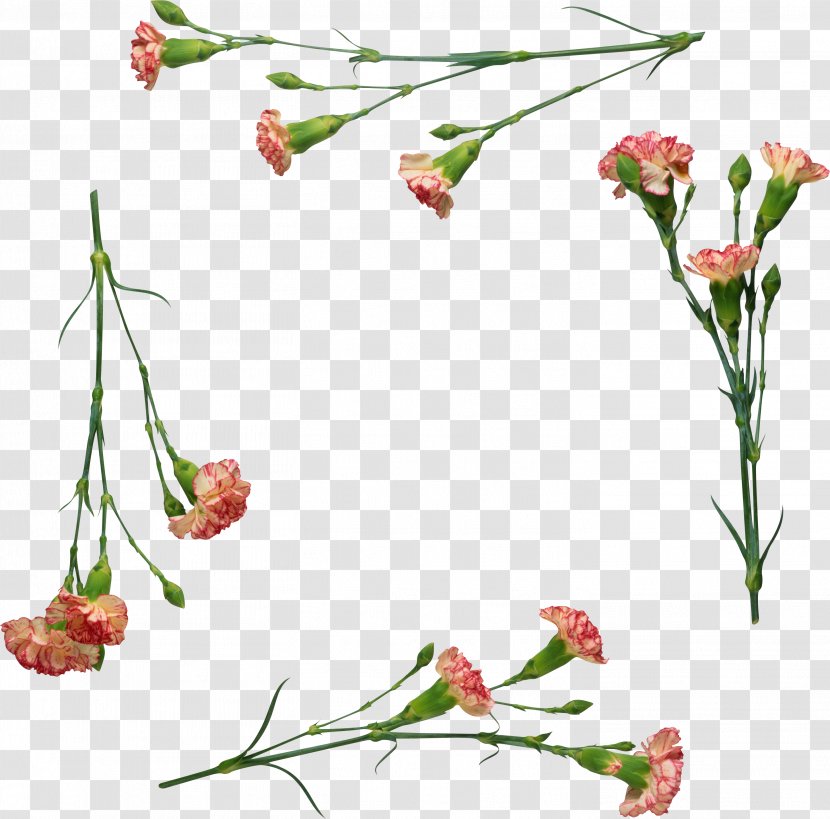 Carnation Flower Clip Art - Fotosearch - CARNATION Transparent PNG