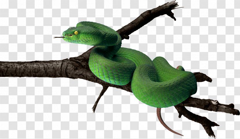 Snake Green Anaconda - Image Transparent PNG