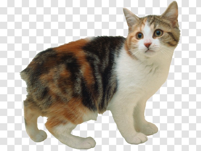 Manx Cat Cymric Abyssinian American Bobtail Bengal - Domestic Short Haired - Kitten Transparent PNG