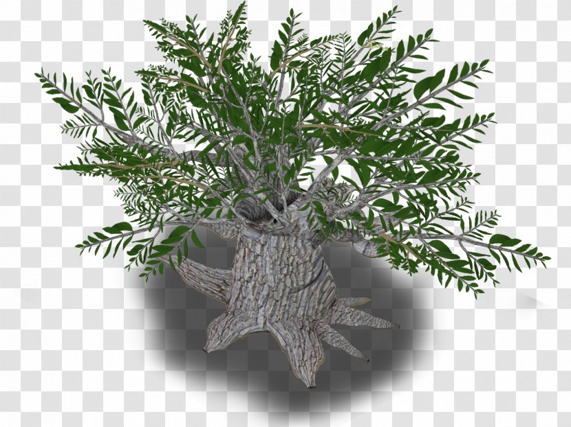Iran Olive Tree Plant Western Asia - Flowerpot - Leaves Transparent PNG