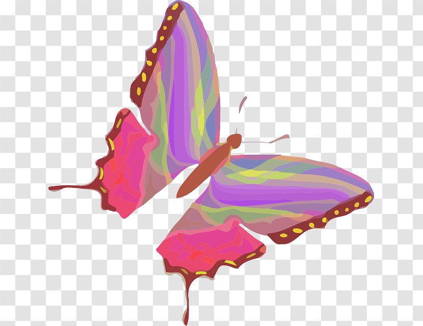 Insect - Coaching - Moths And Butterflies Transparent PNG