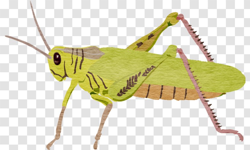 Locust Grasshopper Clip Art - Cricket Like Insect - Hand-painted Transparent PNG