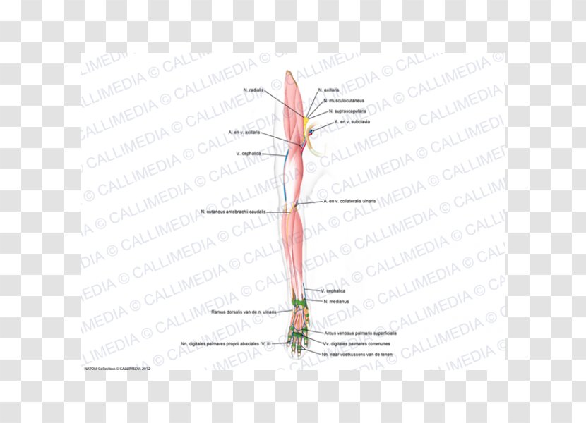 Muscle Diagram Line Angle - Heart Transparent PNG