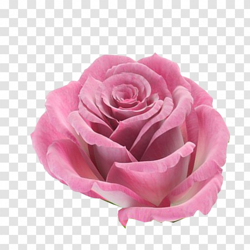 Rose Flower Pink - FLORES Transparent PNG