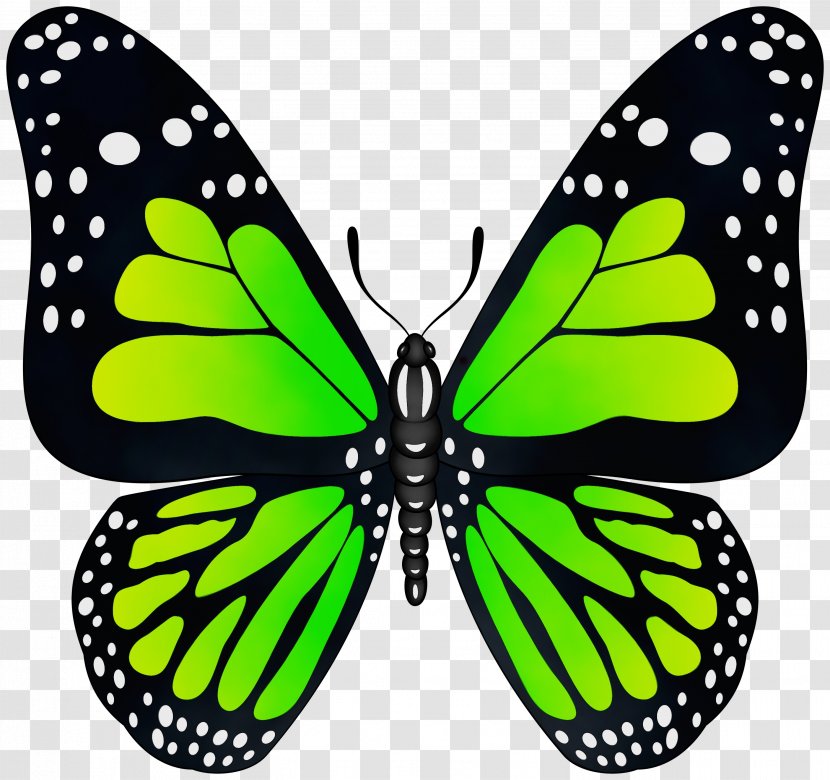 Monarch Butterfly - Symmetry Transparent PNG