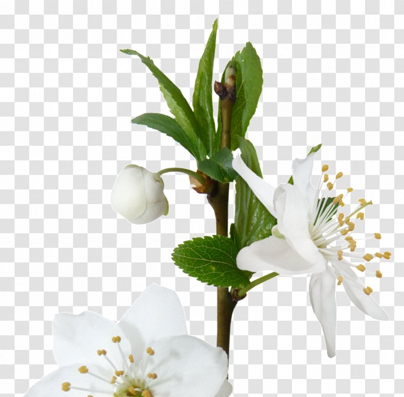Image Design Photograph - Artificial Flower - Flowering Plant Transparent PNG