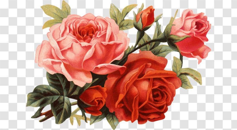 Rose Paper Clip Art - Floral Design Transparent PNG