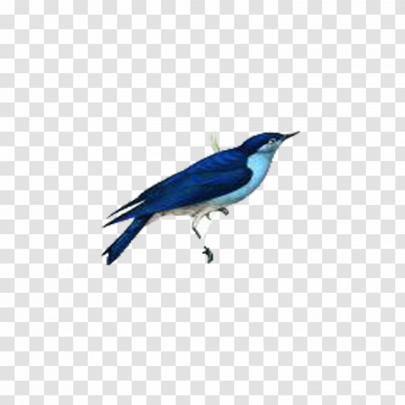 Blue Jay Bird Cobalt Feather Wing - Beak Transparent PNG