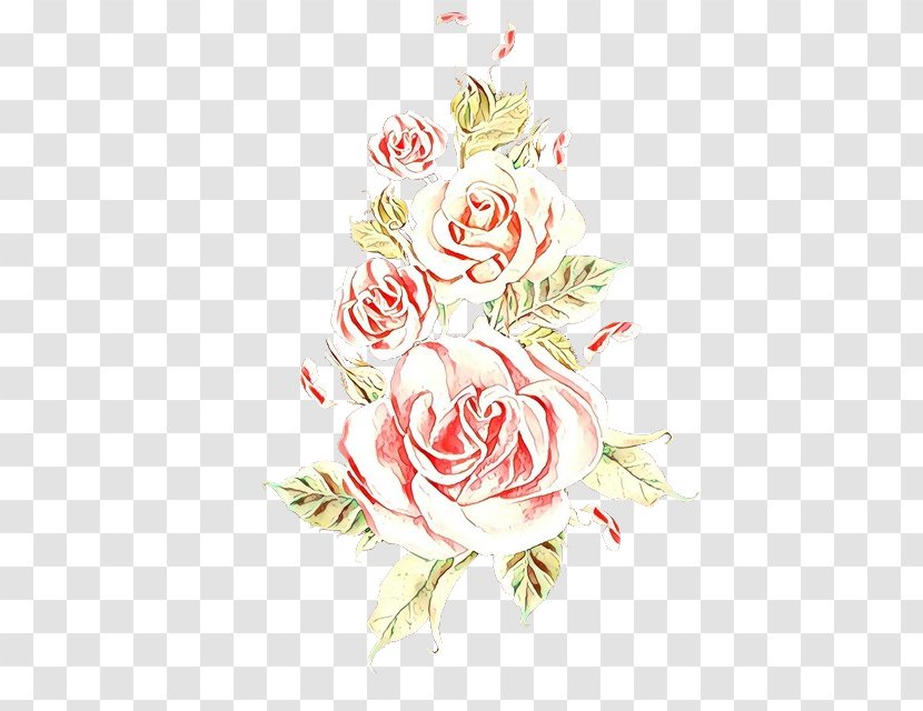 Garden Roses - Rose Family - Plant Transparent PNG