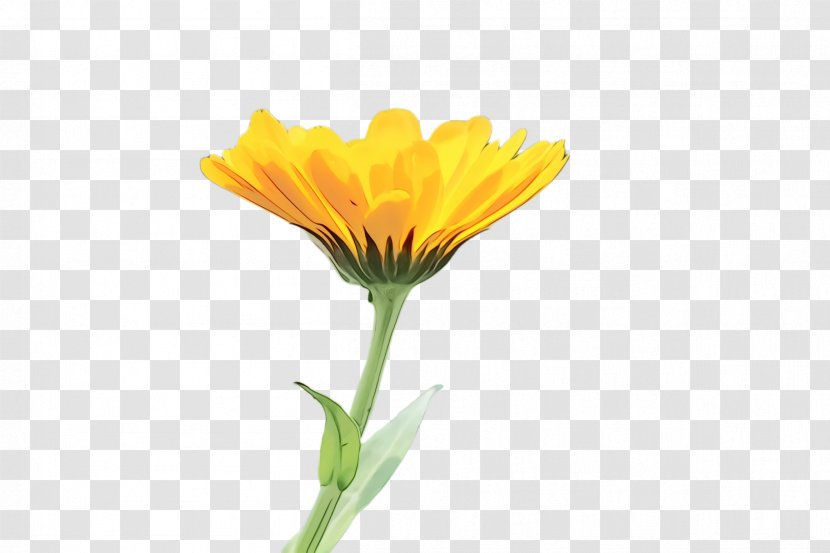 Flowers Background - Petal - Daisy Family Field Marigold Transparent PNG