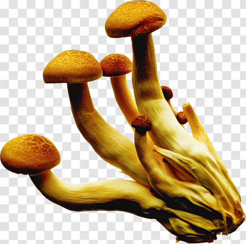 Mushroom Cartoon - Edible - Agaric Agaricomycetes Transparent PNG