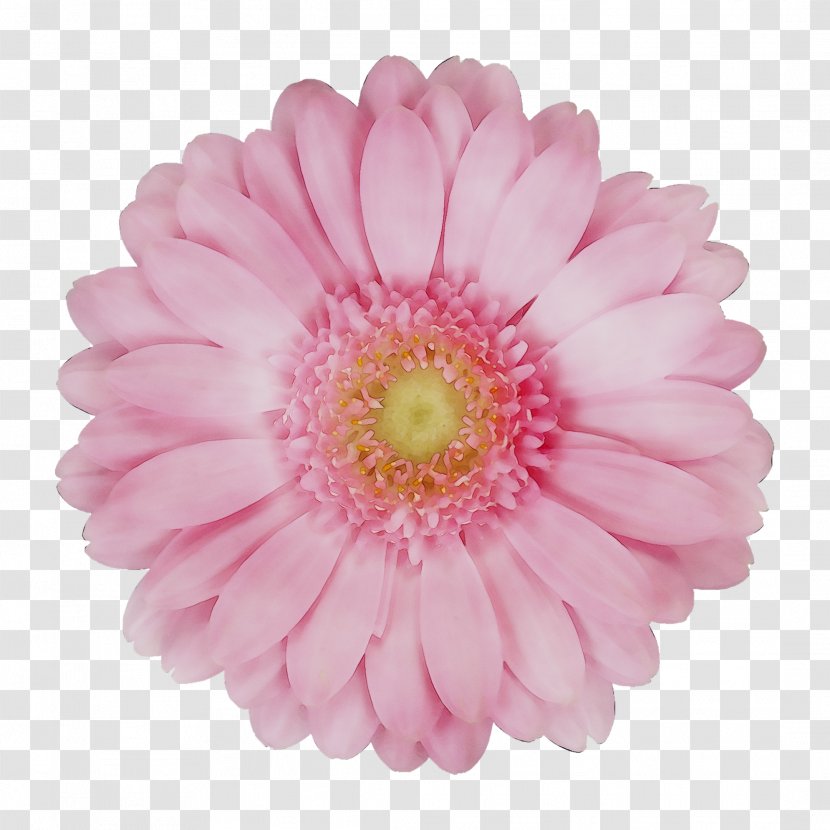 Transvaal Daisy Cut Flowers Chrysanthemum 2019 BMW 3 Series - Plant - Artificial Flower Transparent PNG