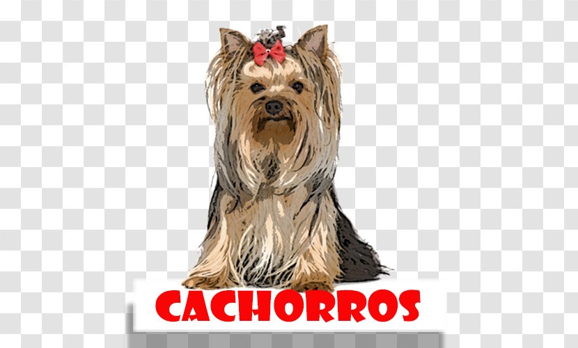 Yorkshire Terrier Australian Silky Cairn Companion Dog Breed - Hypoallergenic - Puppy Transparent PNG