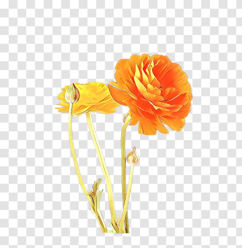 Flowers Background - Cartoon - Pedicel Persian Buttercup Transparent PNG