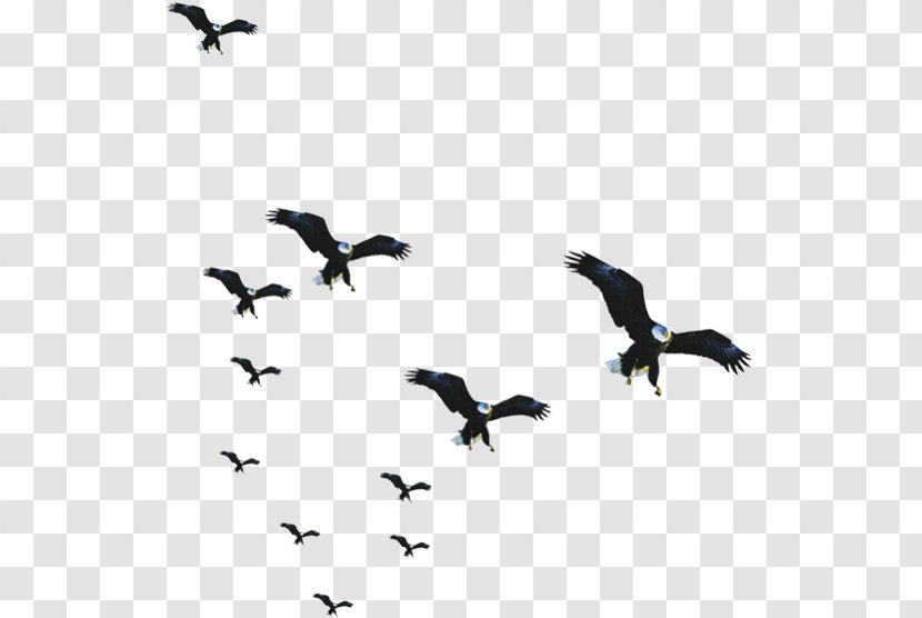 Bird Flock - Eagle Transparent PNG