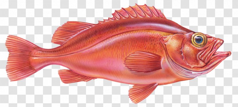 Rose Fish Redfish Northern Red Snapper Fishing Halibut Transparent PNG