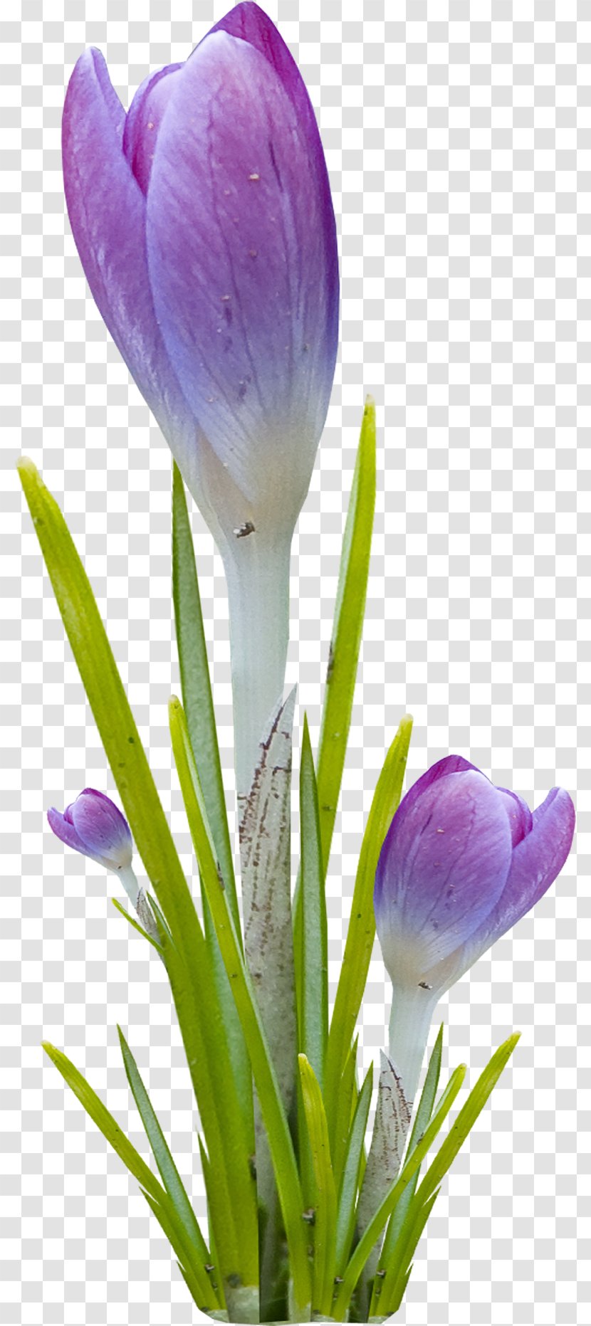 Flower Violet - Tulip - Wild Flowers Transparent PNG