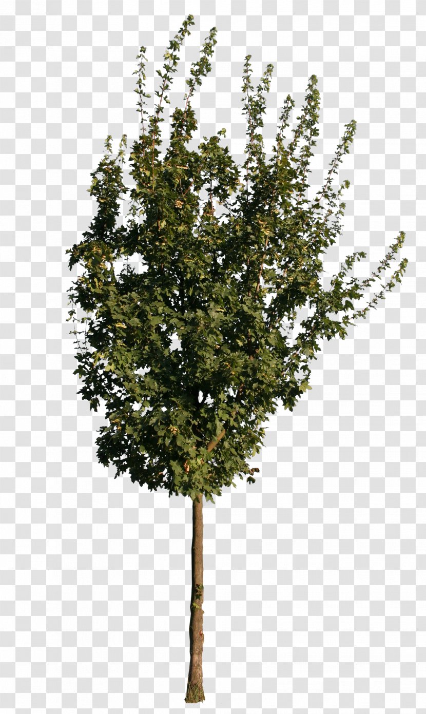 Twig European Ash Tree Oak Sugar Maple - Branch Transparent PNG