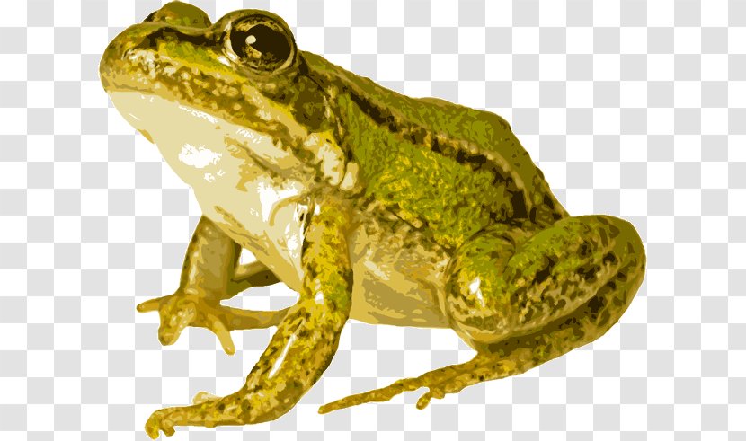 Edible Frog Common Amphibians - Tadpole - Net Transparent PNG