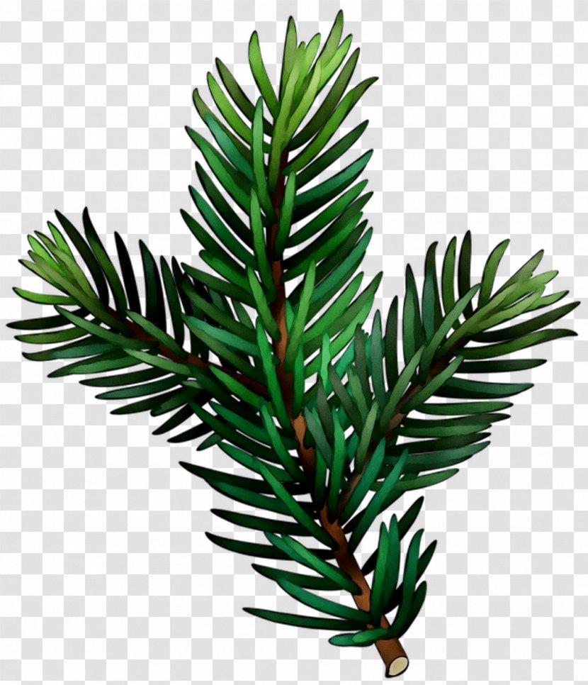 Yews English Yew Leaf Plant Stem Plants - Silvertip Fir Transparent PNG