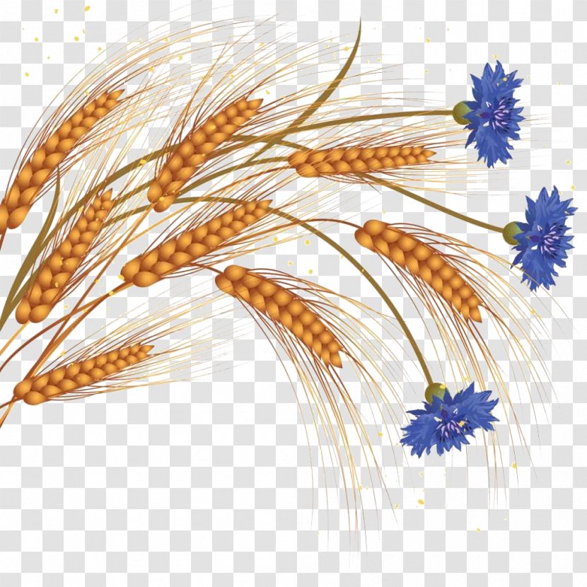 Common Wheat Flower Ear Clip Art - Grass Family - Medicago Picture Transparent PNG