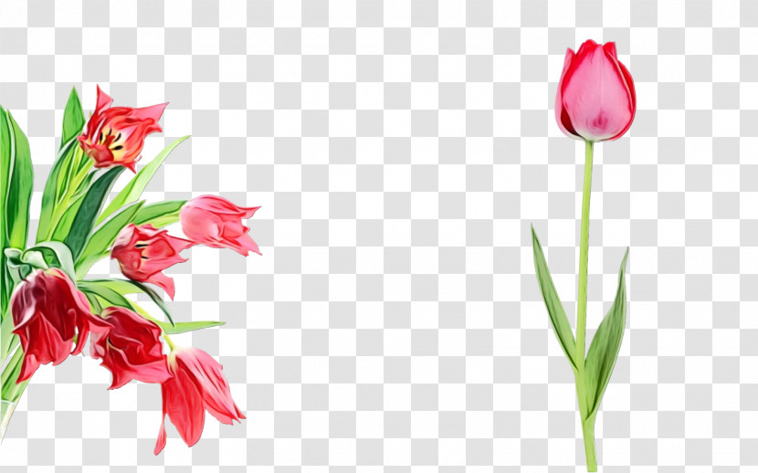 Flower Plant Tulip Pink Petal Transparent PNG