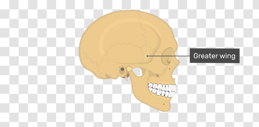 Ear Nasal Bone Skull Anatomy - Silhouette - Wing Transparent PNG