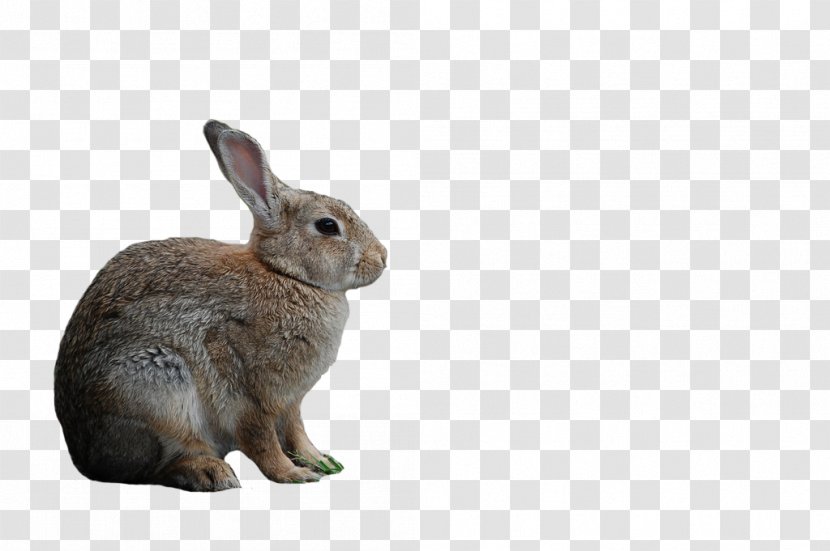 Domestic Rabbit Hare Whiskers Pet - Mammal - Flowers Transparent PNG