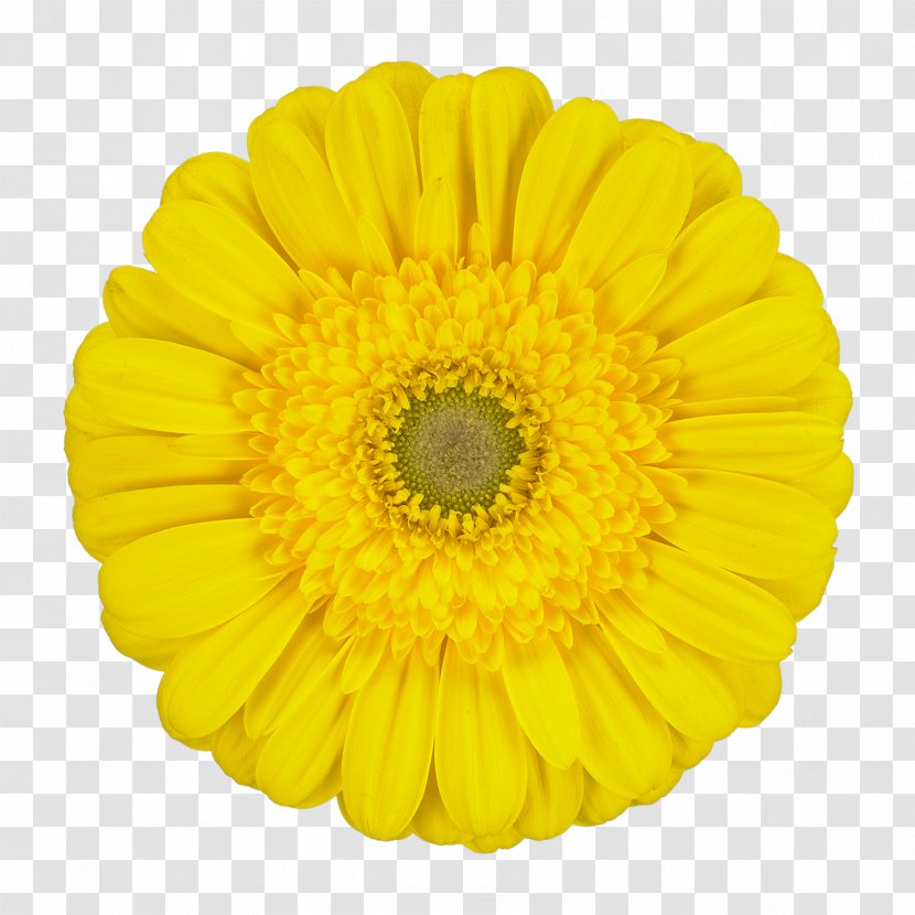 Transvaal Daisy Chrysanthemum Common Sunflower Cut Flowers Marigolds - Calendula Transparent PNG