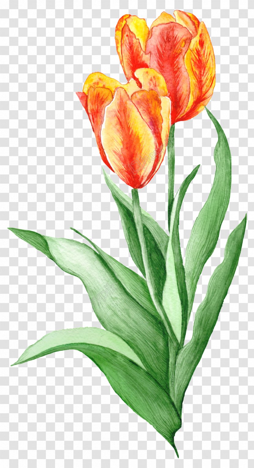 Illustration Royalty-free Stock Photography Painting Drawing - Floristry Transparent PNG