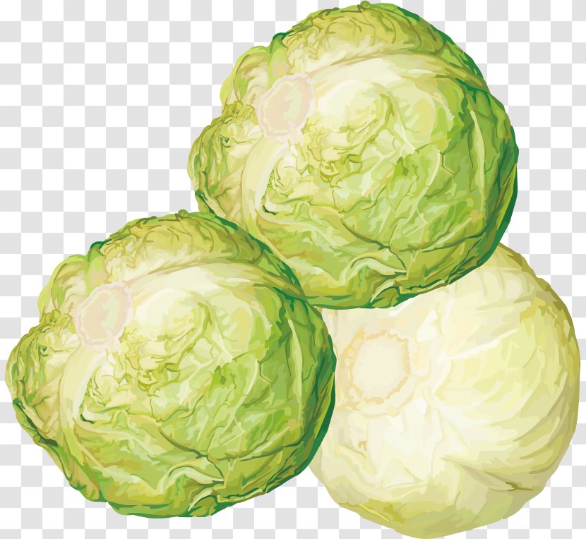 Brussels Sprout Cabbage Vegetable Clip Art - Local Food - Cabbage, Turnips Vector Material Transparent PNG