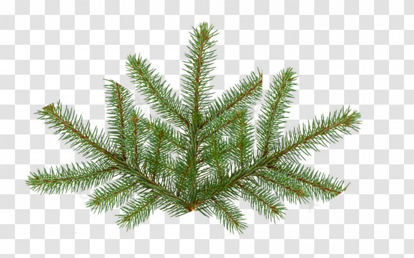 Pine Fir Spruce Tree - Plant - Leaves Transparent PNG