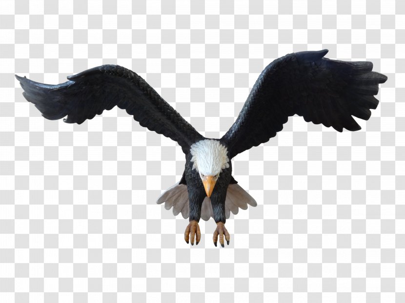 Bald Eagle Themebuilders Philippines Incorporated Philippines, Inc. Bird - Wildlife Transparent PNG