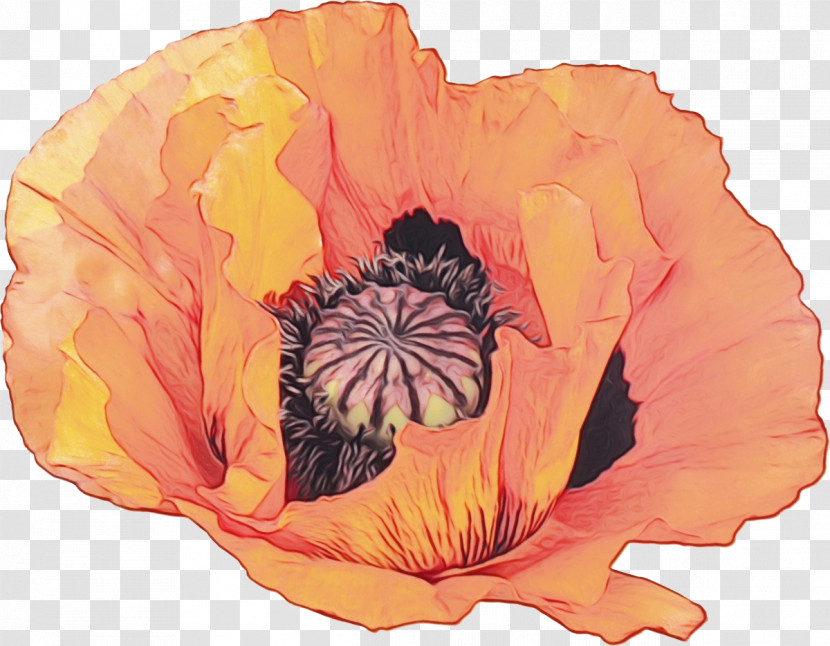 Orange Transparent PNG