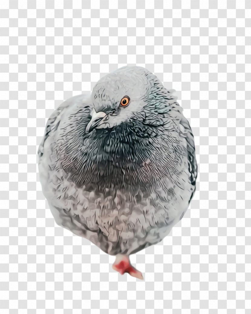 Dove Bird - Rock - Pigeons And Doves Transparent PNG