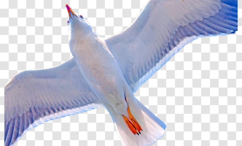 Beak Water Bird Feather Wing - Seabird Transparent PNG