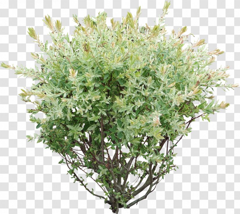 Plant Flower Grass Shrub Tree - Southernwood - Perennial Transparent PNG