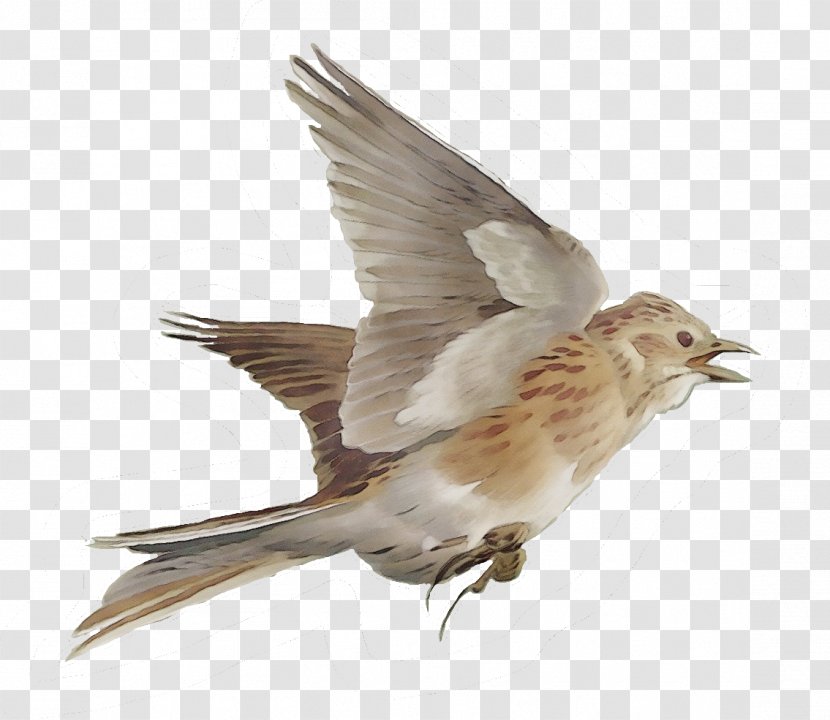 Feather - Songbird Lark Transparent PNG