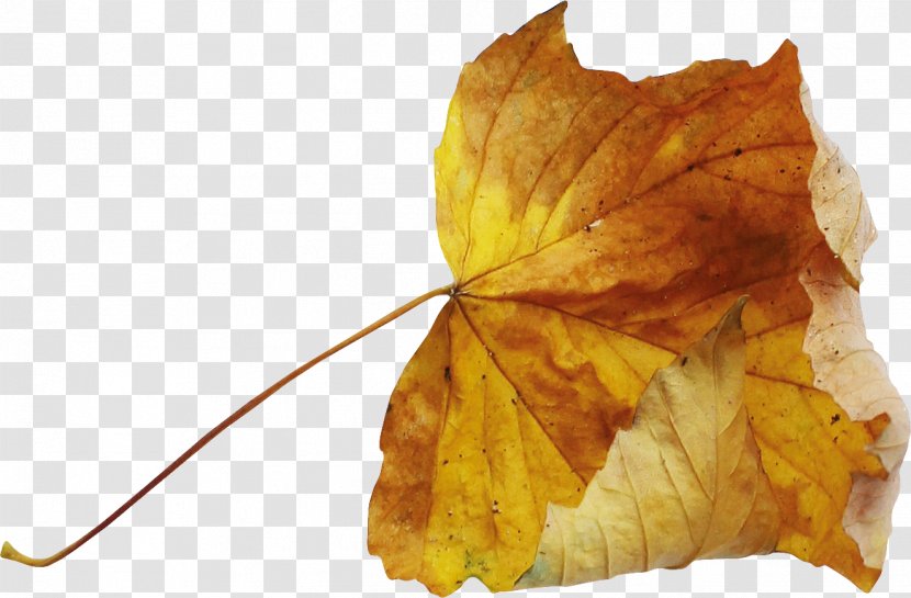 Leaf Autumn Deciduous - Gratis - Leaves Transparent PNG