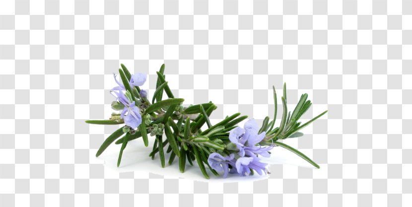 Rosemary Distillation Essential Oil Lavender - Eucalyptol Transparent PNG
