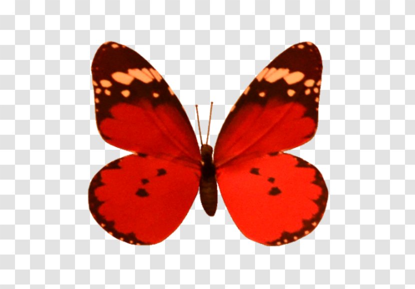 Brush-footed Butterflies Orange S.A. M. Butterfly - M - Abajur Poster Transparent PNG