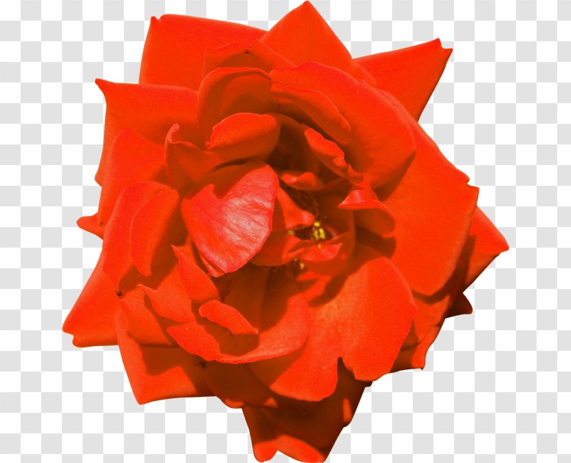 Garden Roses Floribunda PhotoScape Flower - Photoscape - Rose Transparent PNG