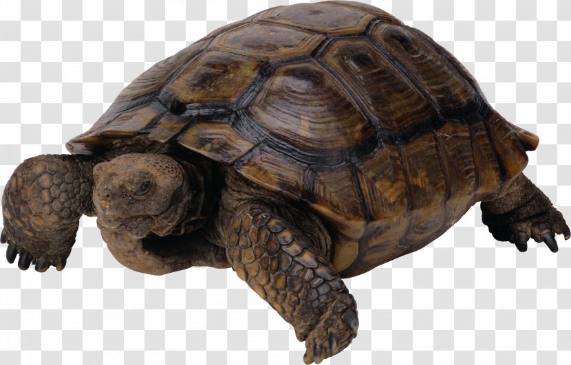 Turtle Reptile - Photoscape Transparent PNG