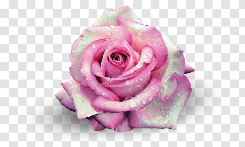 Garden Roses Centifolia Beach Rose Pink Flower Transparent PNG