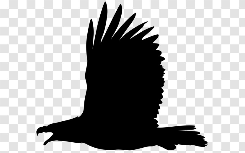 Bald Eagle Bird Philippine Clip Art - Of Prey Transparent PNG